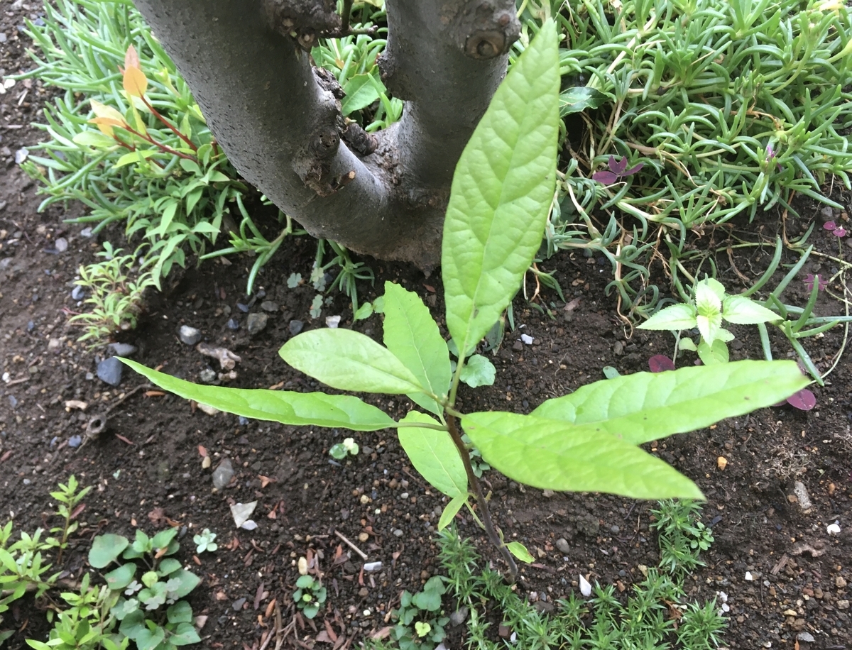 f:id:hatchtomakinoki:20210901185740j:plain