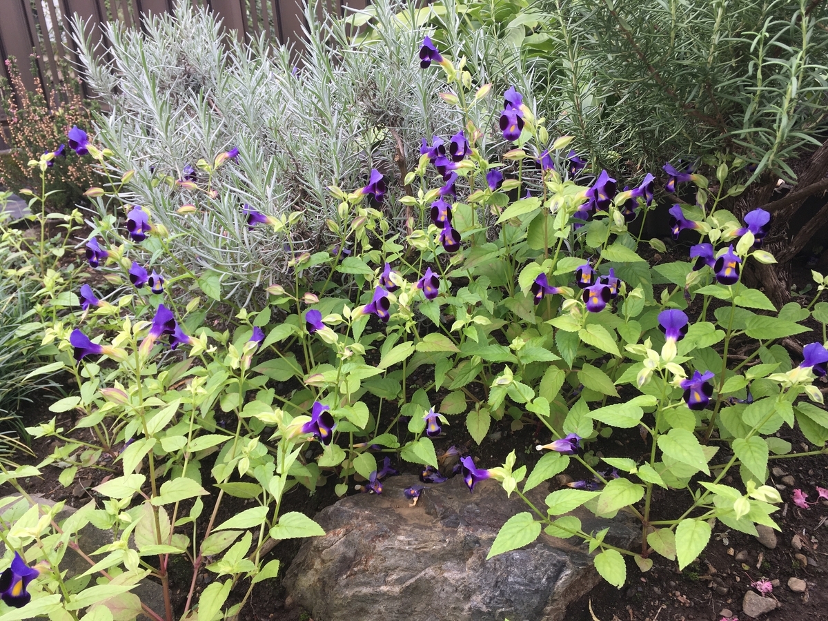 f:id:hatchtomakinoki:20210905193148j:plain