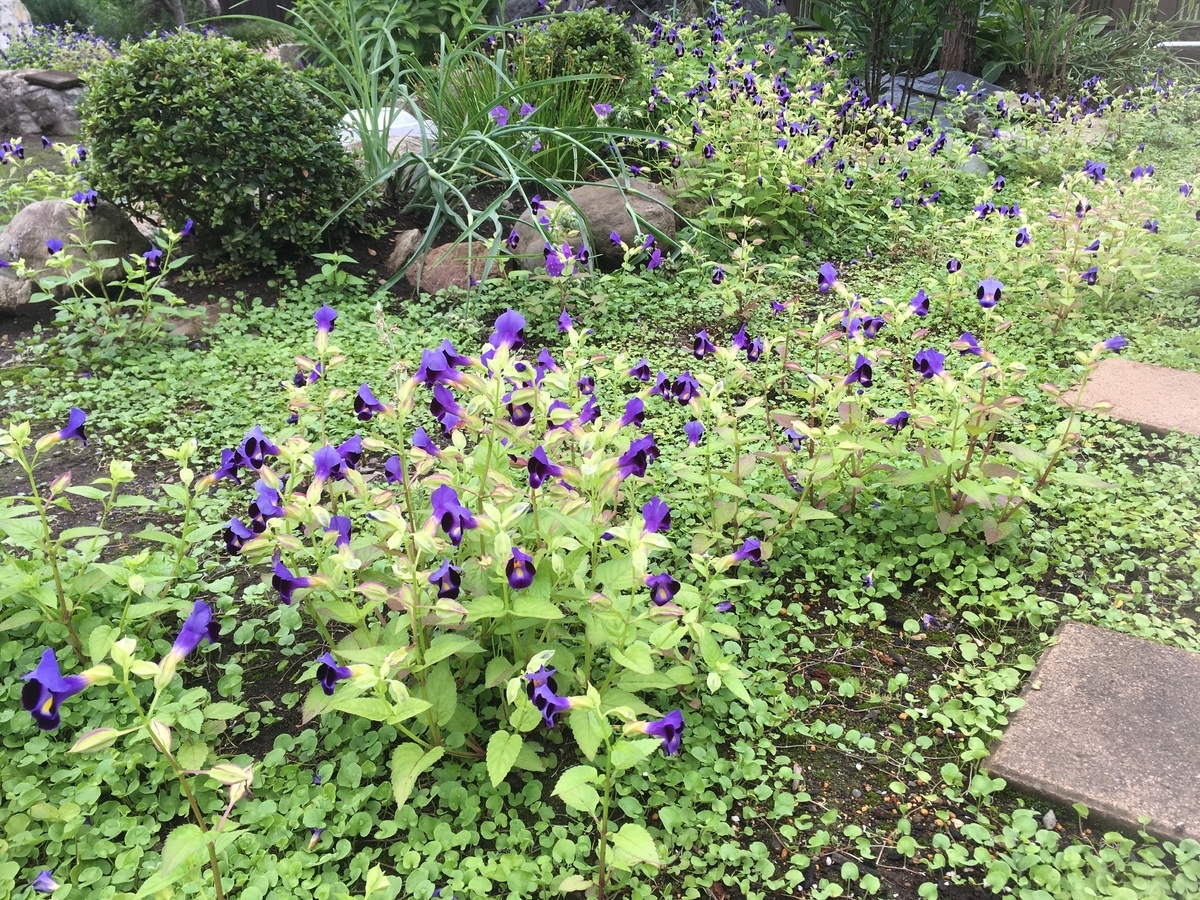 f:id:hatchtomakinoki:20210905193240j:plain