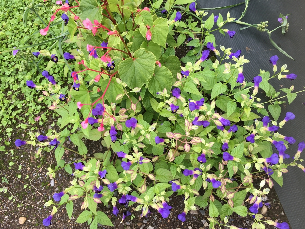 f:id:hatchtomakinoki:20210905193335j:plain