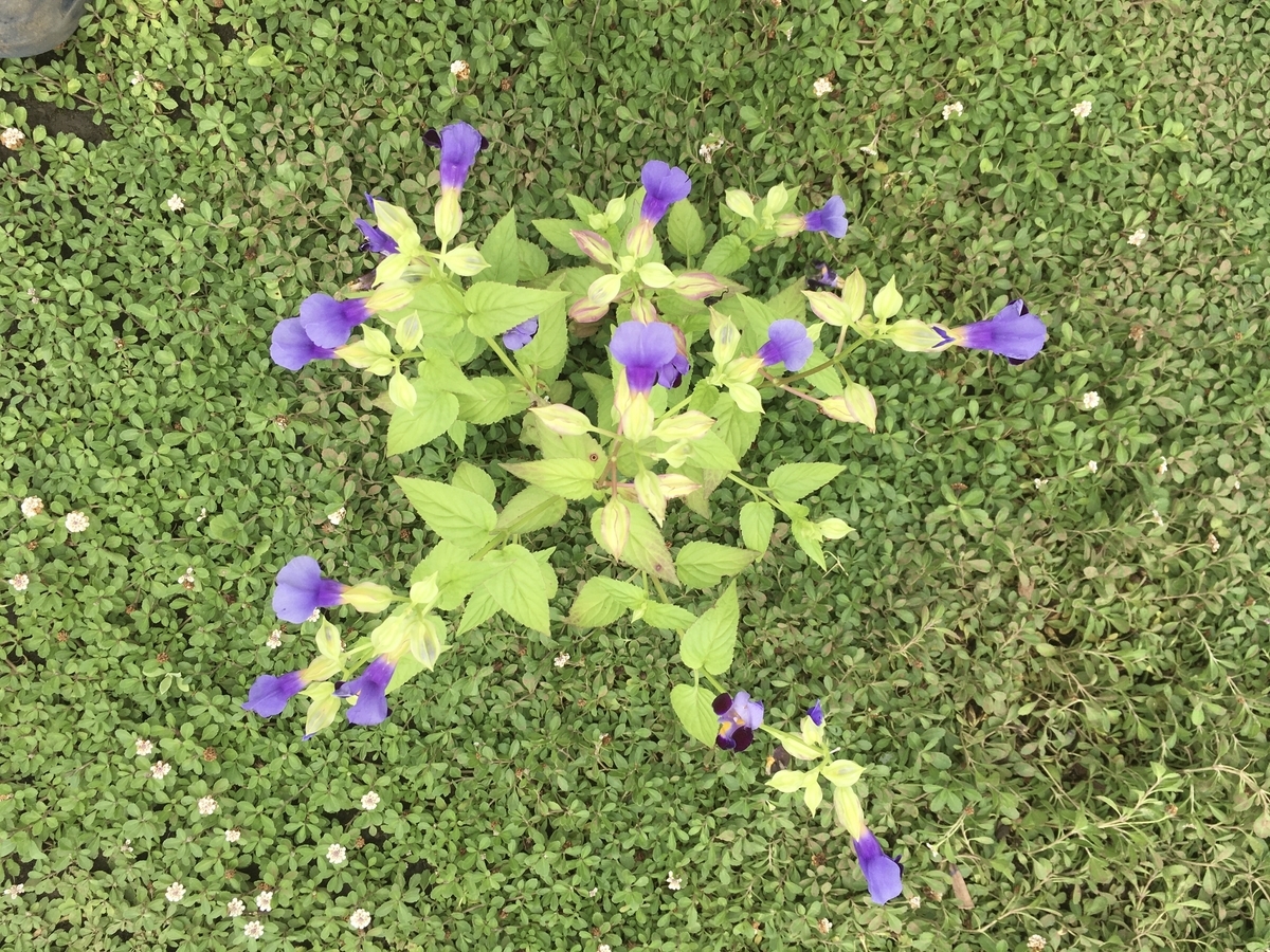 f:id:hatchtomakinoki:20210905193430j:plain