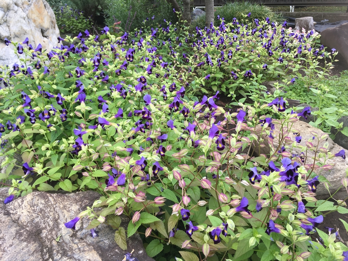 f:id:hatchtomakinoki:20210905193513j:plain