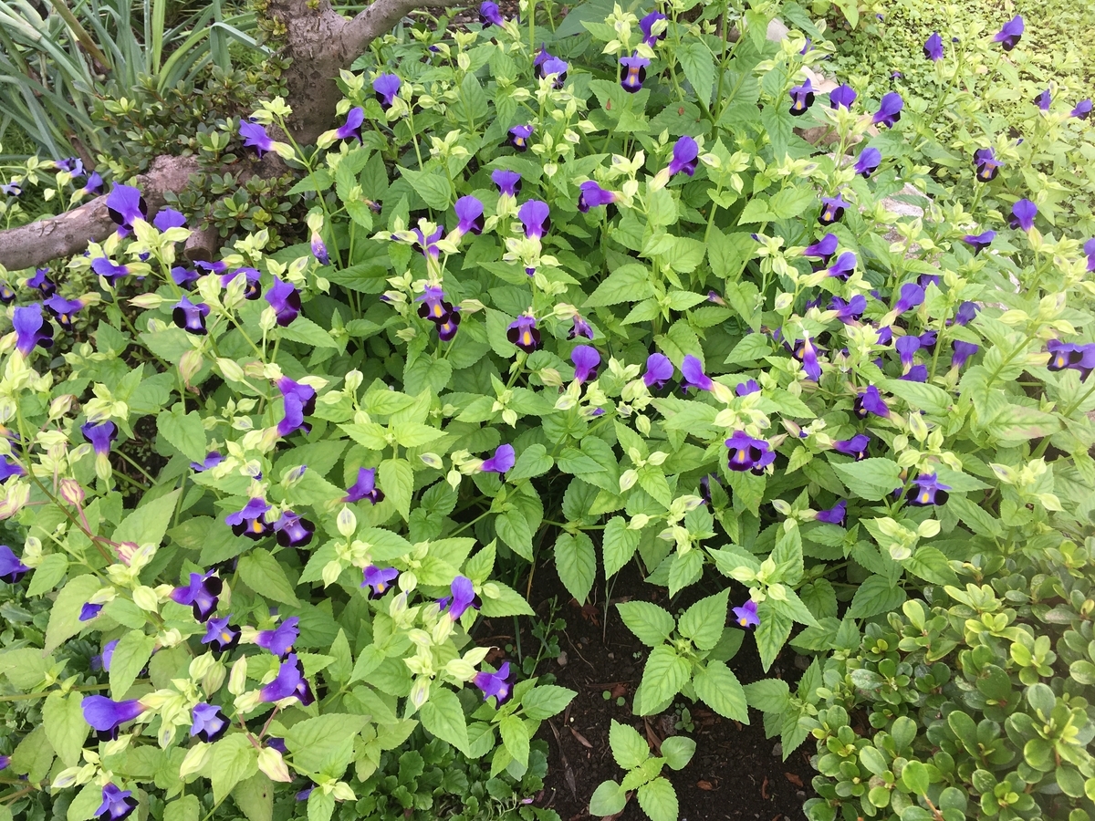 f:id:hatchtomakinoki:20210905193626j:plain