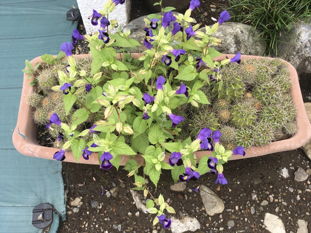 f:id:hatchtomakinoki:20210905193705j:plain