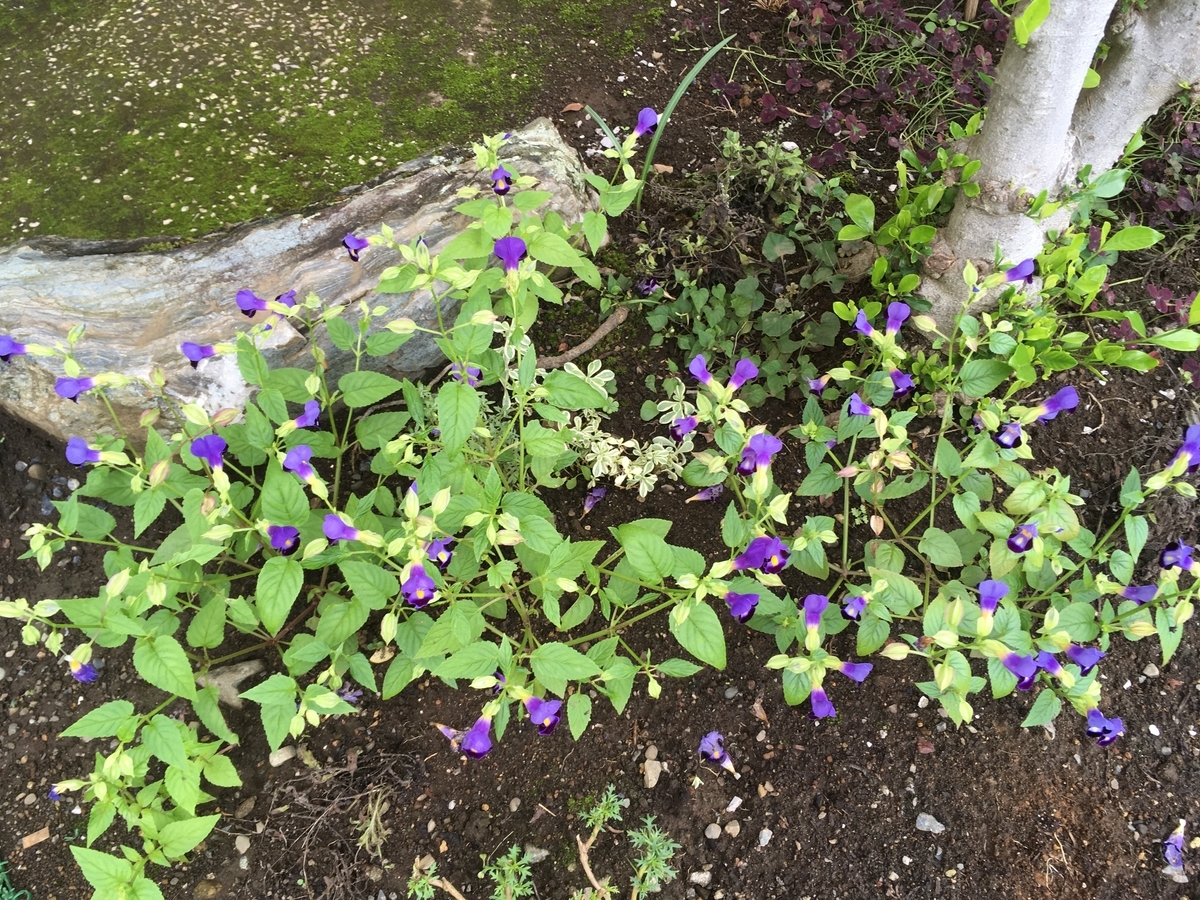 f:id:hatchtomakinoki:20210905194637j:plain