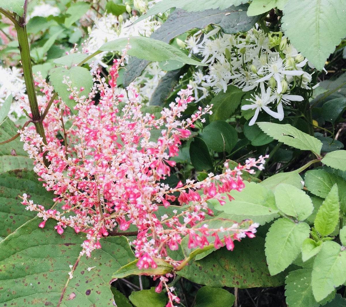 f:id:hatchtomakinoki:20210912192208j:plain