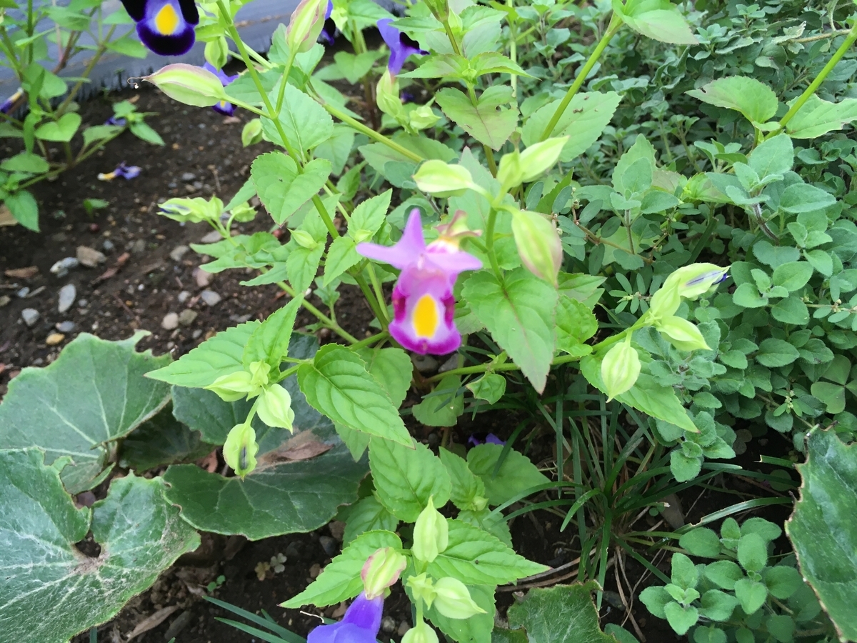 f:id:hatchtomakinoki:20210912193654j:plain