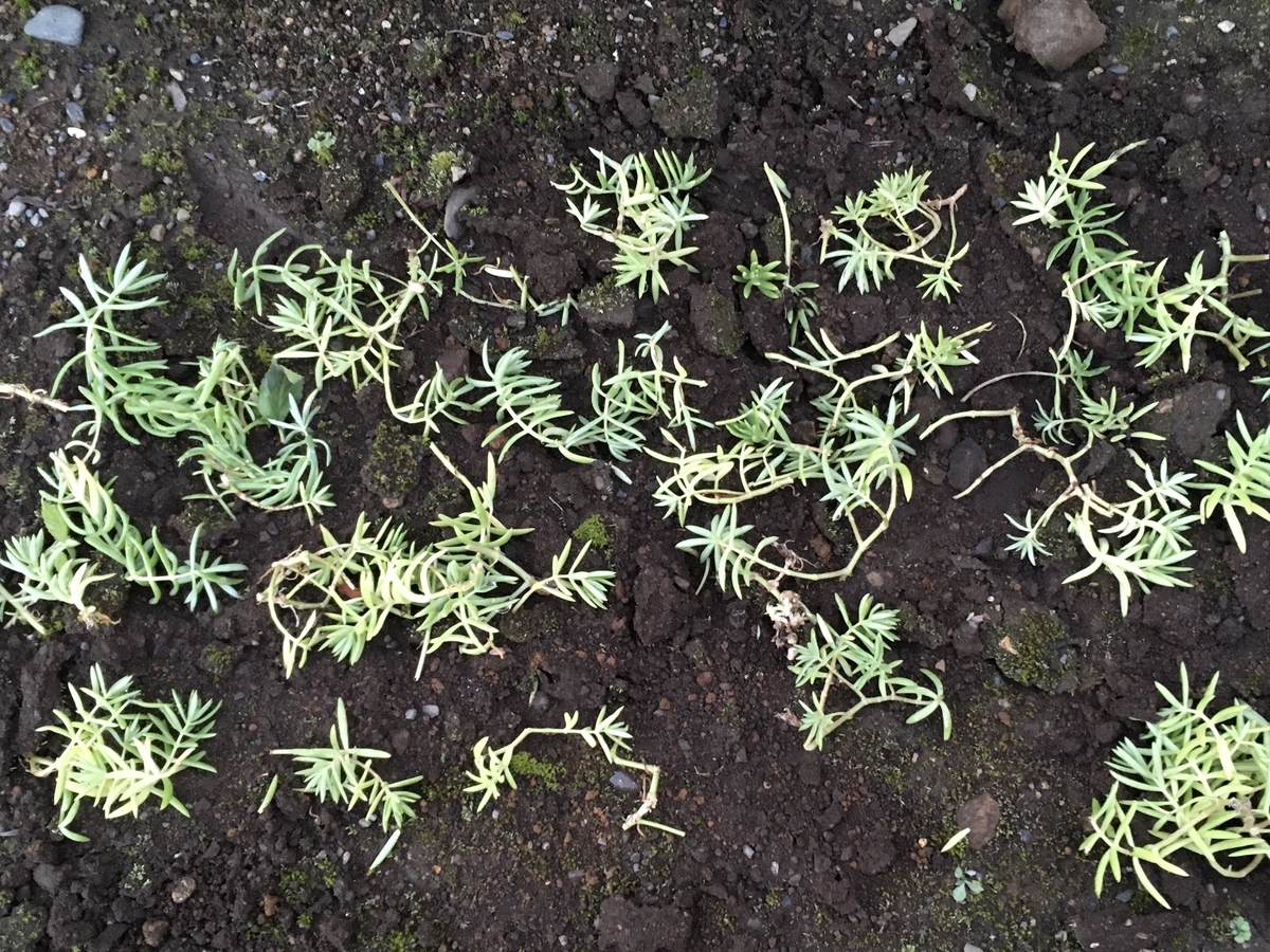 f:id:hatchtomakinoki:20210920193854j:plain