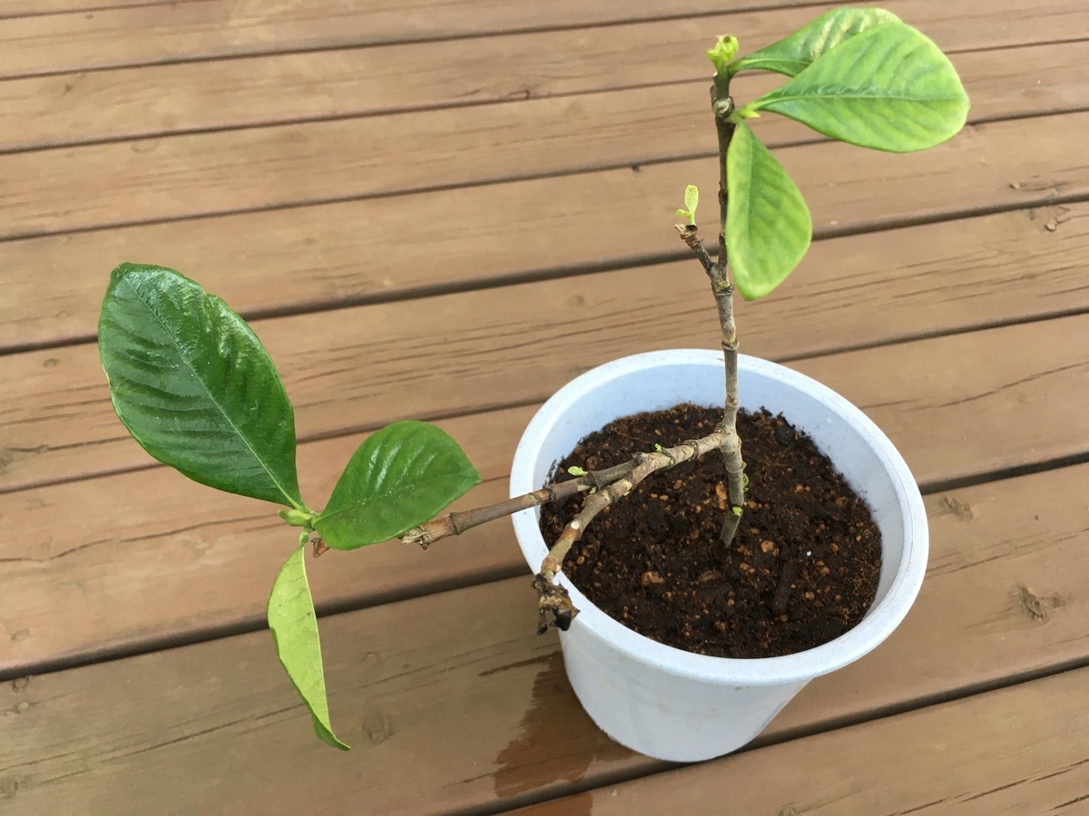 f:id:hatchtomakinoki:20210920193943j:plain