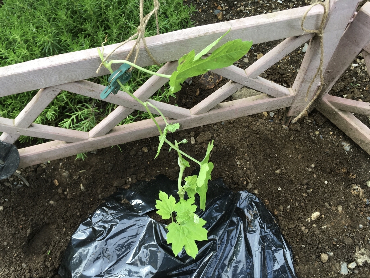 f:id:hatchtomakinoki:20210921195824j:plain