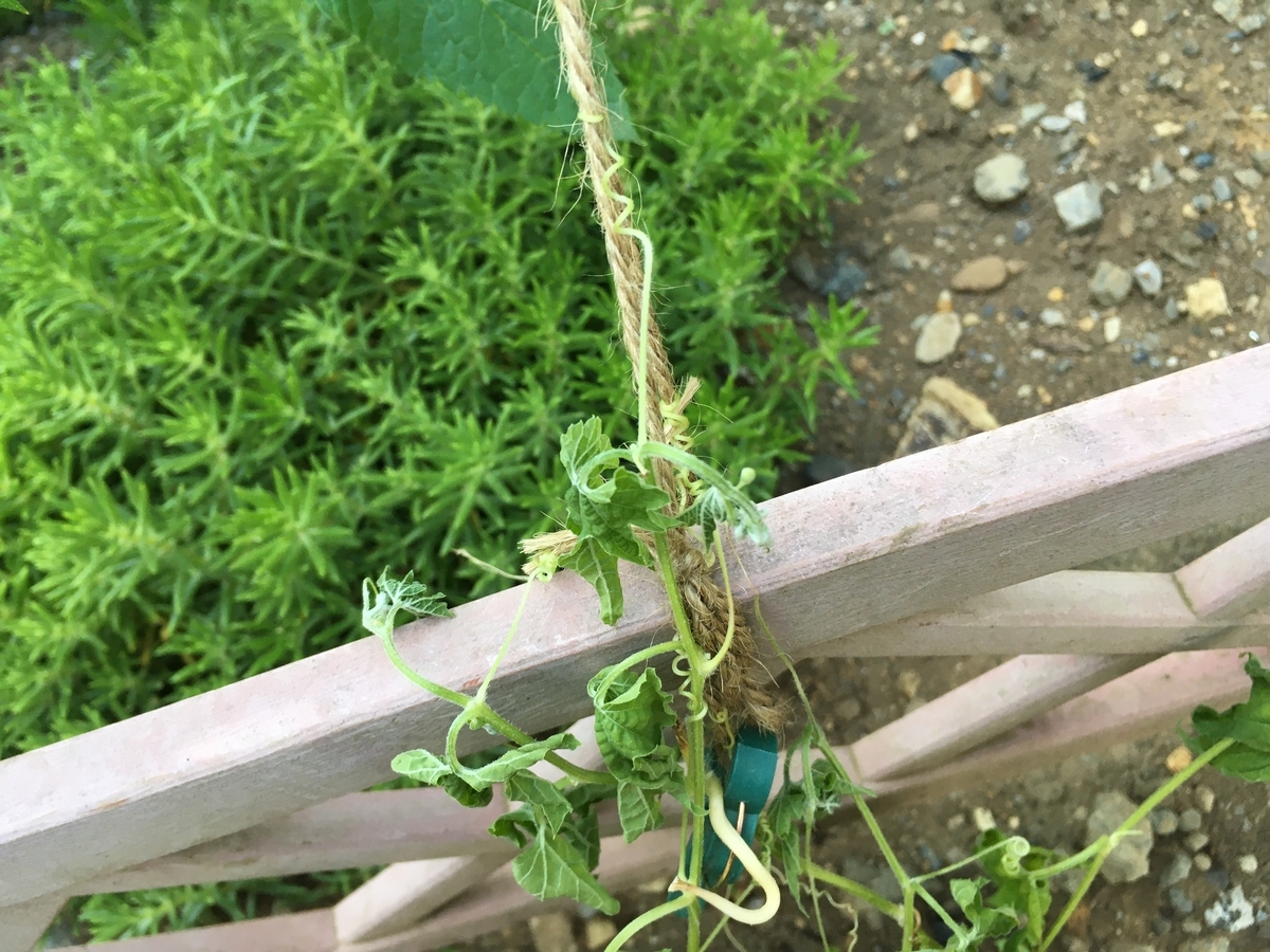 f:id:hatchtomakinoki:20210921195920j:plain