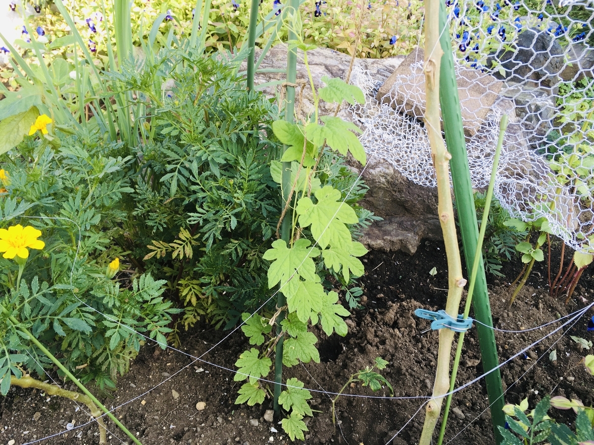 f:id:hatchtomakinoki:20210921200131j:plain