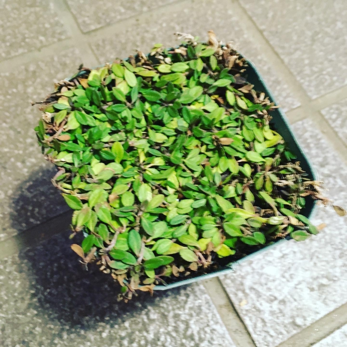 f:id:hatchtomakinoki:20210924125018j:plain