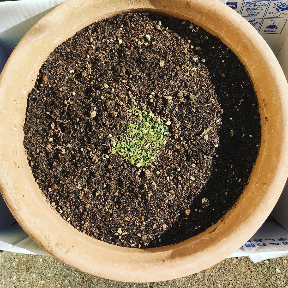 f:id:hatchtomakinoki:20210924125027j:plain