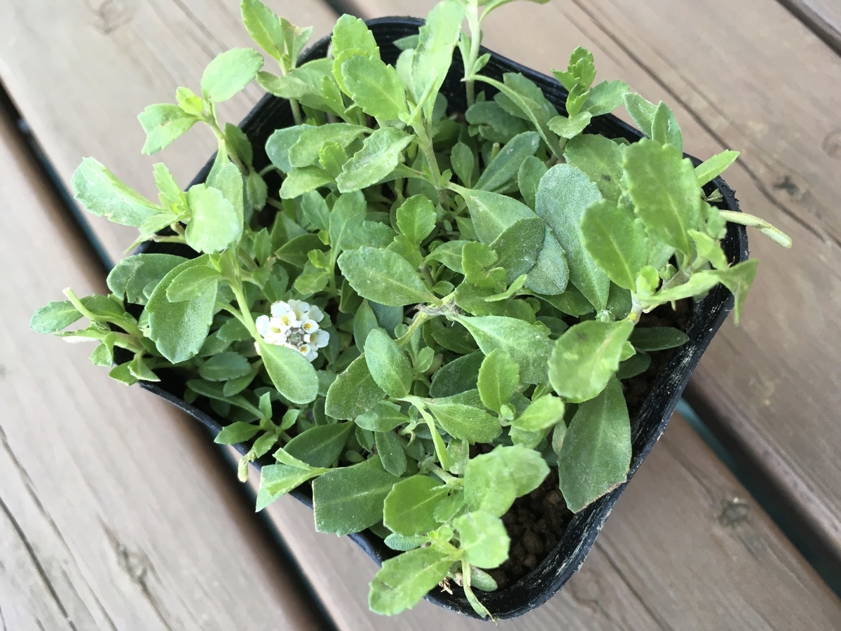 f:id:hatchtomakinoki:20210924125652j:plain