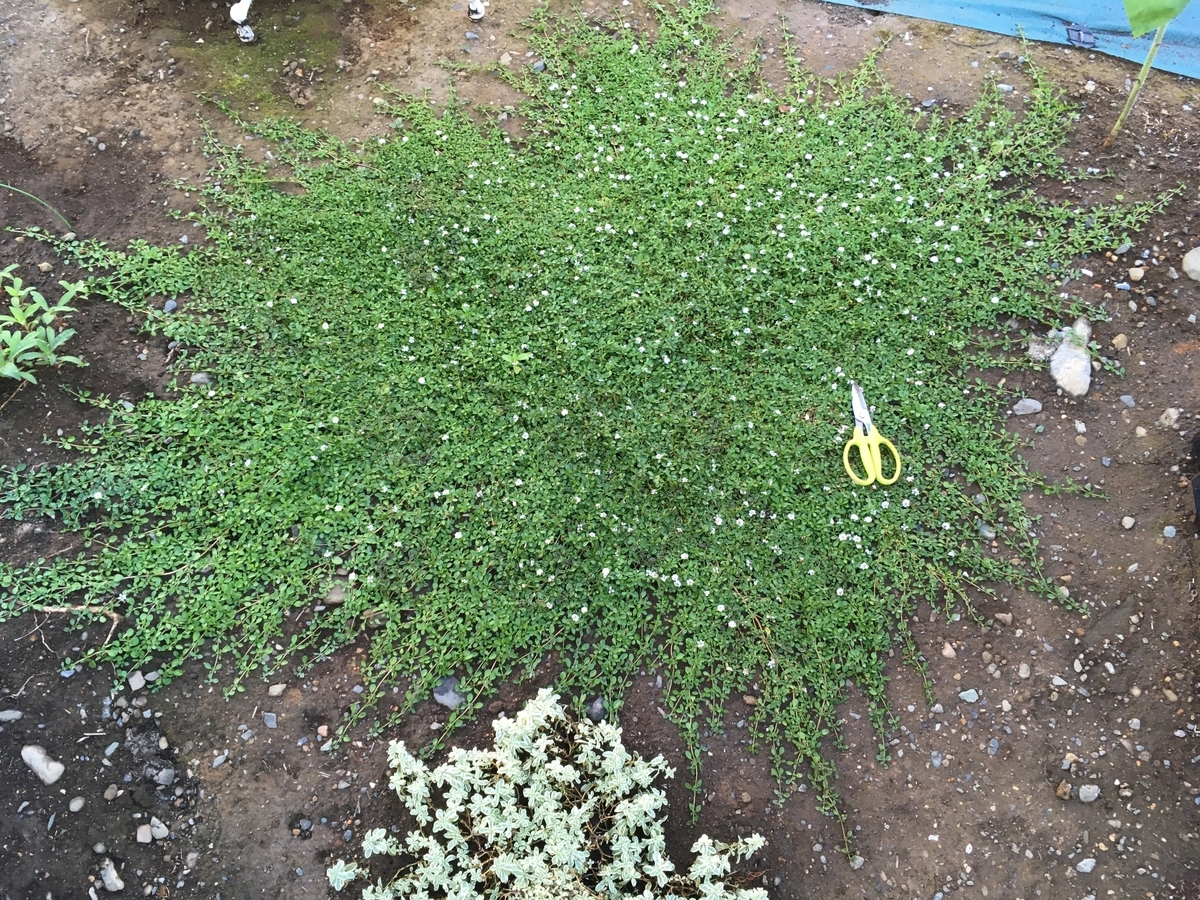 f:id:hatchtomakinoki:20210924130432j:plain