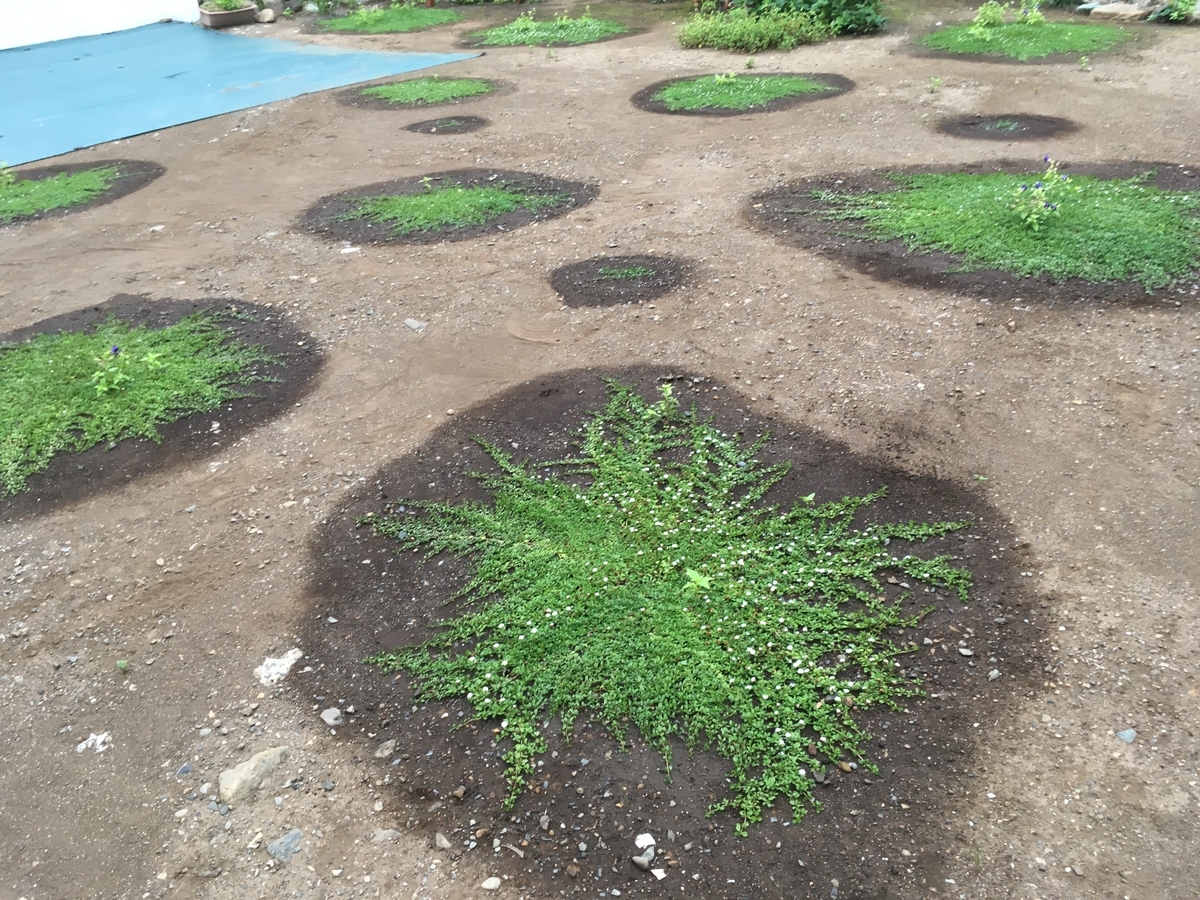 f:id:hatchtomakinoki:20210924130503j:plain