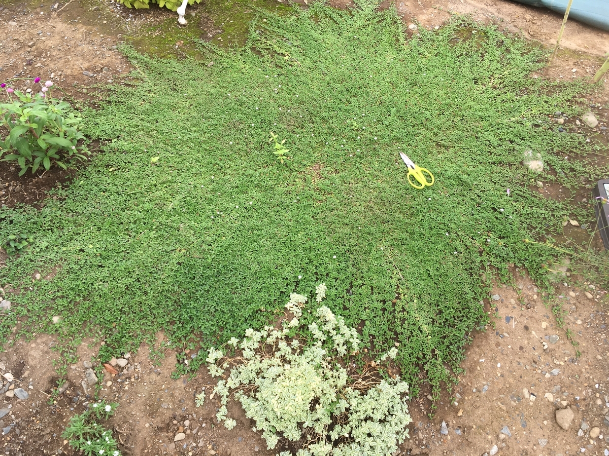 f:id:hatchtomakinoki:20210924130603j:plain