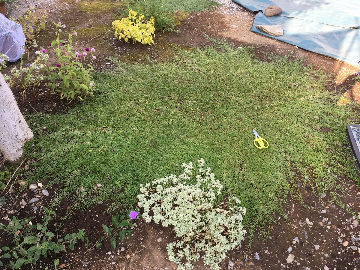 f:id:hatchtomakinoki:20210924192948j:plain