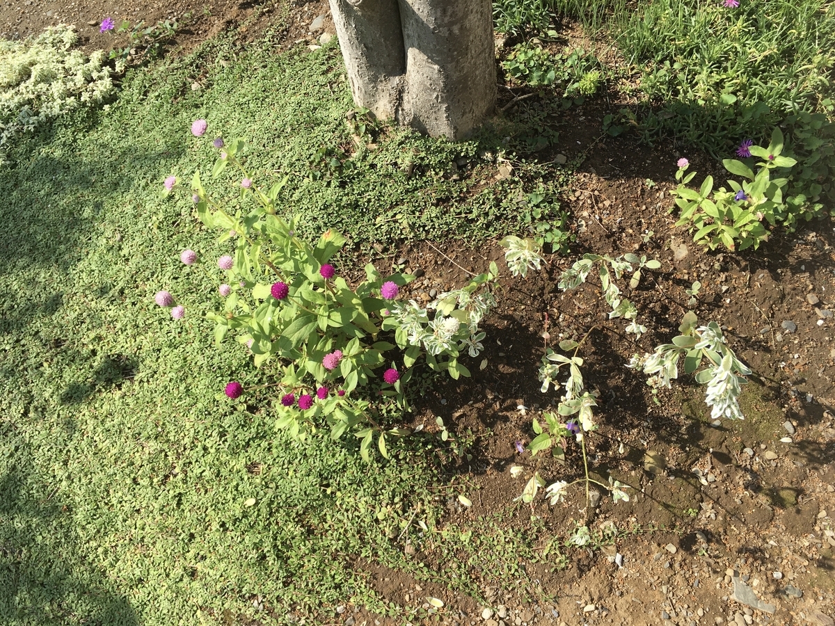 f:id:hatchtomakinoki:20210924193116j:plain