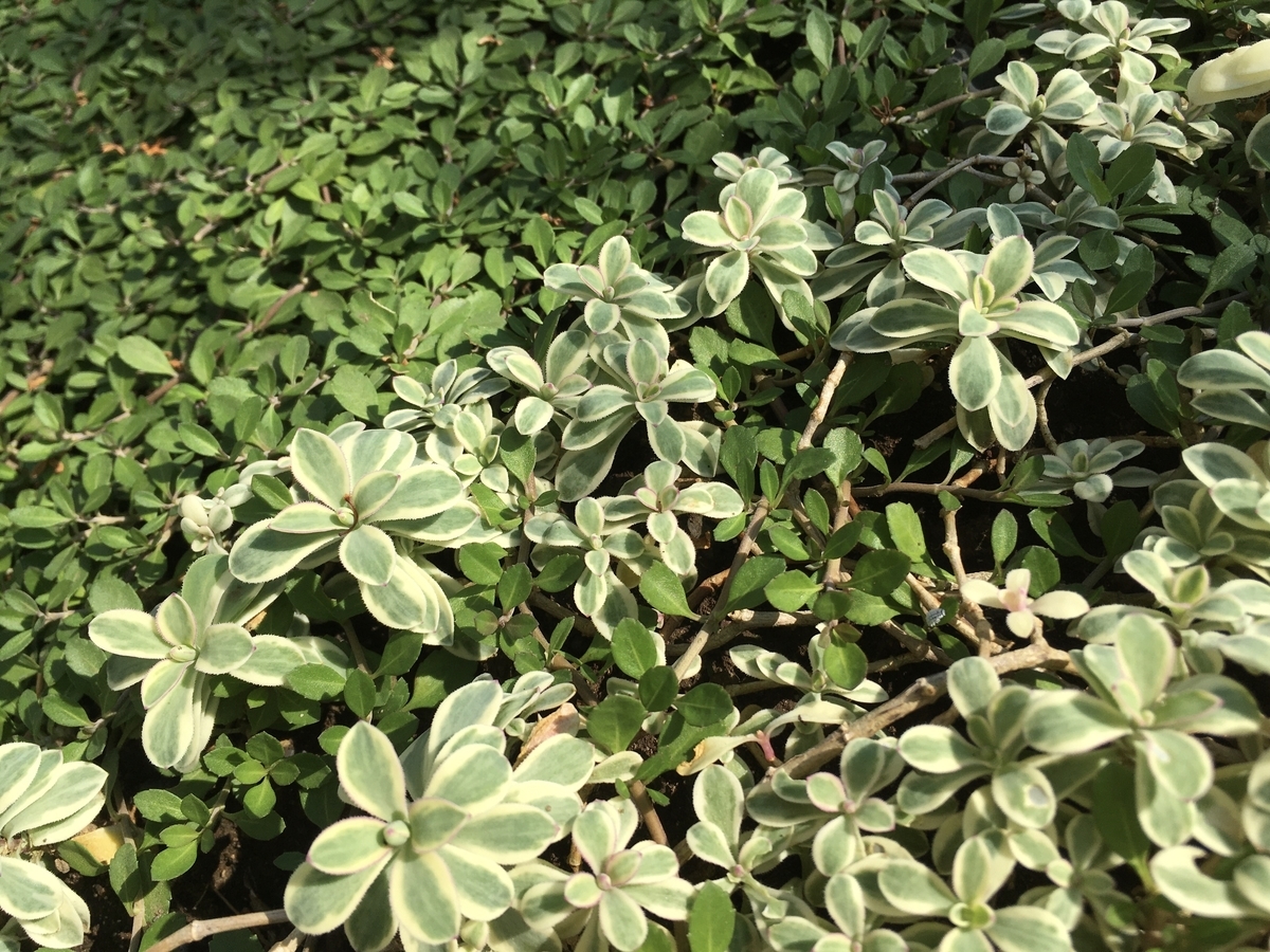 f:id:hatchtomakinoki:20210924193344j:plain