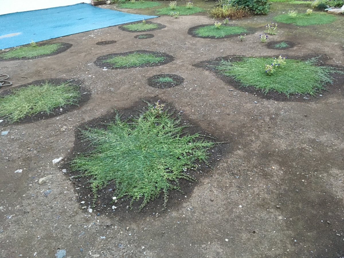 f:id:hatchtomakinoki:20210924193933j:plain