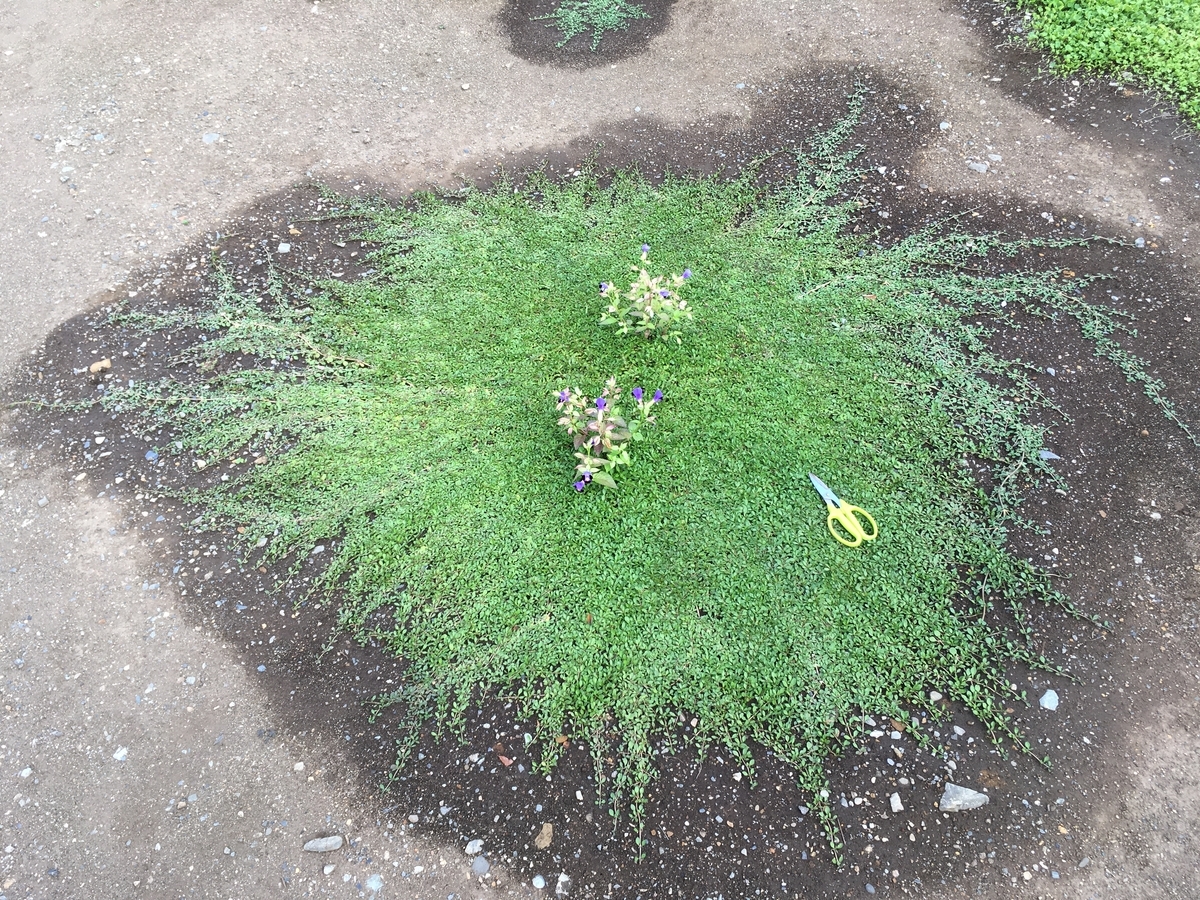 f:id:hatchtomakinoki:20210924194131j:plain