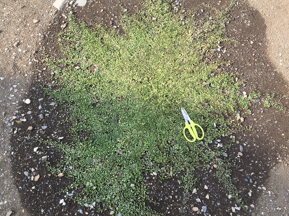 f:id:hatchtomakinoki:20210924194546j:plain