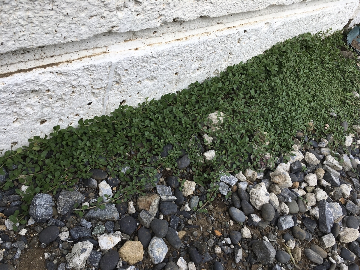 f:id:hatchtomakinoki:20210924194901j:plain