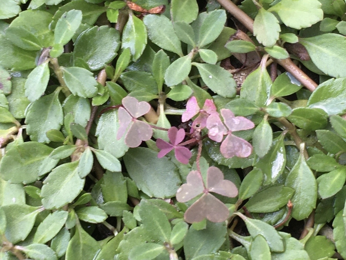 f:id:hatchtomakinoki:20210924195143j:plain