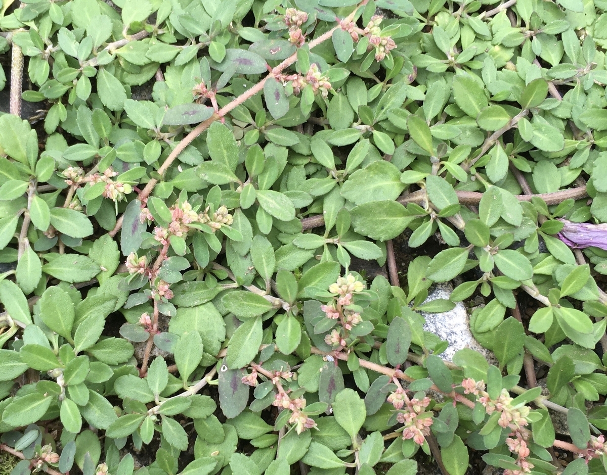 f:id:hatchtomakinoki:20210924195158j:plain