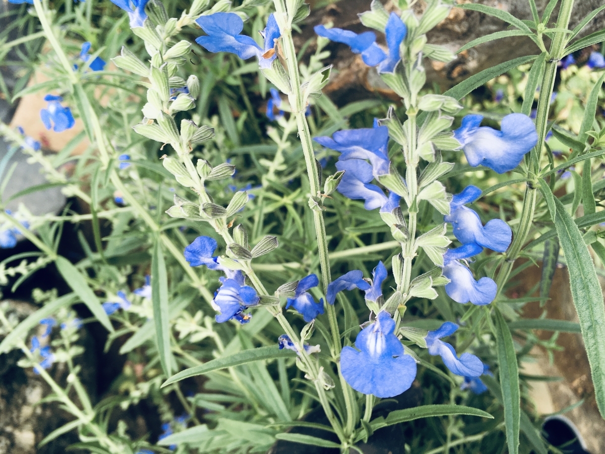 f:id:hatchtomakinoki:20210930193602j:plain