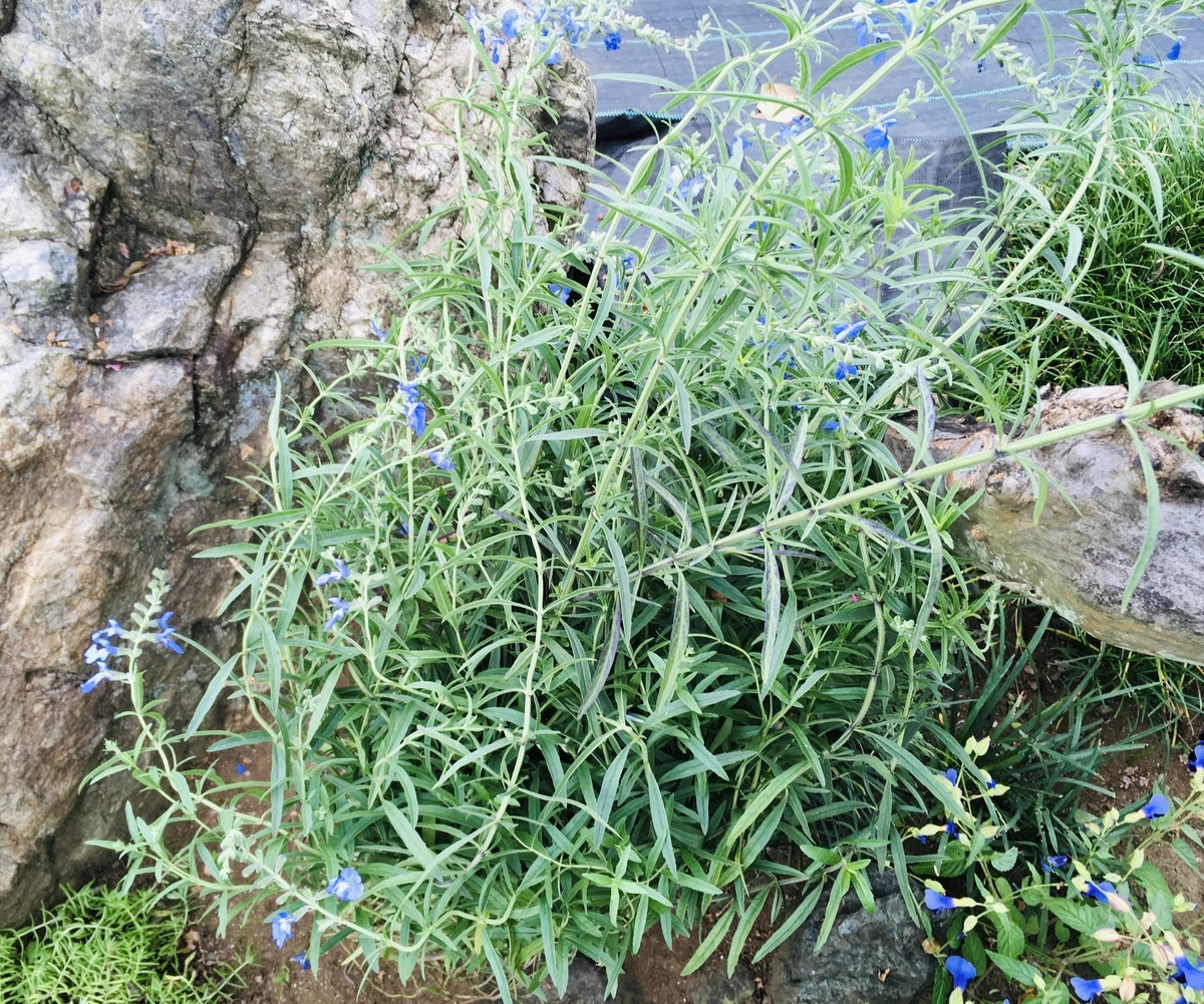 f:id:hatchtomakinoki:20210930193856j:plain