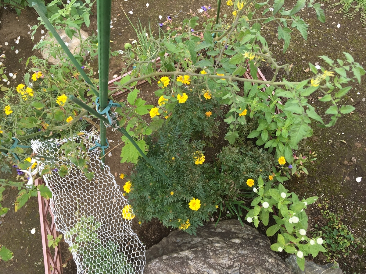 f:id:hatchtomakinoki:20211009192713j:plain