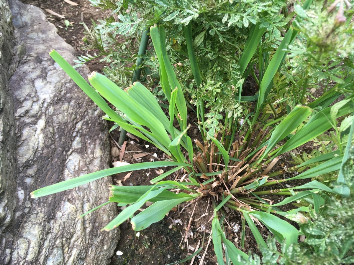 f:id:hatchtomakinoki:20211009193159j:plain