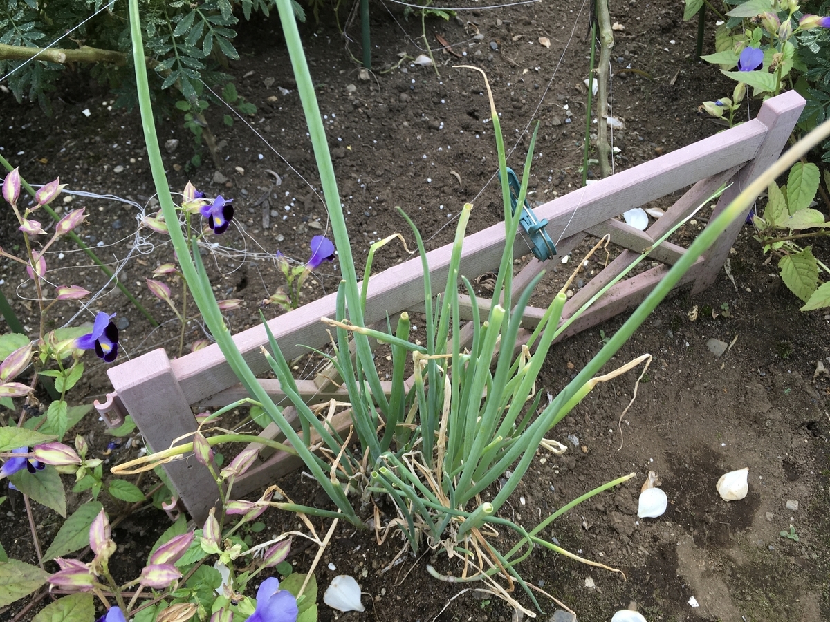 f:id:hatchtomakinoki:20211009193314j:plain