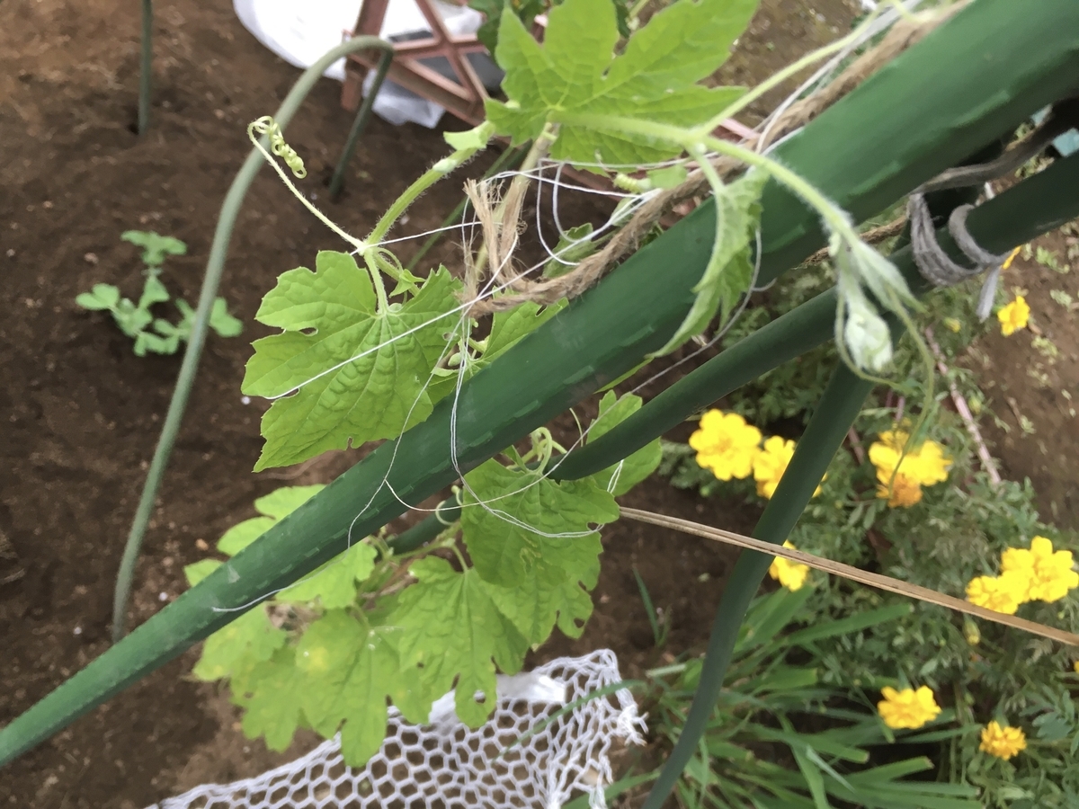 f:id:hatchtomakinoki:20211009193358j:plain