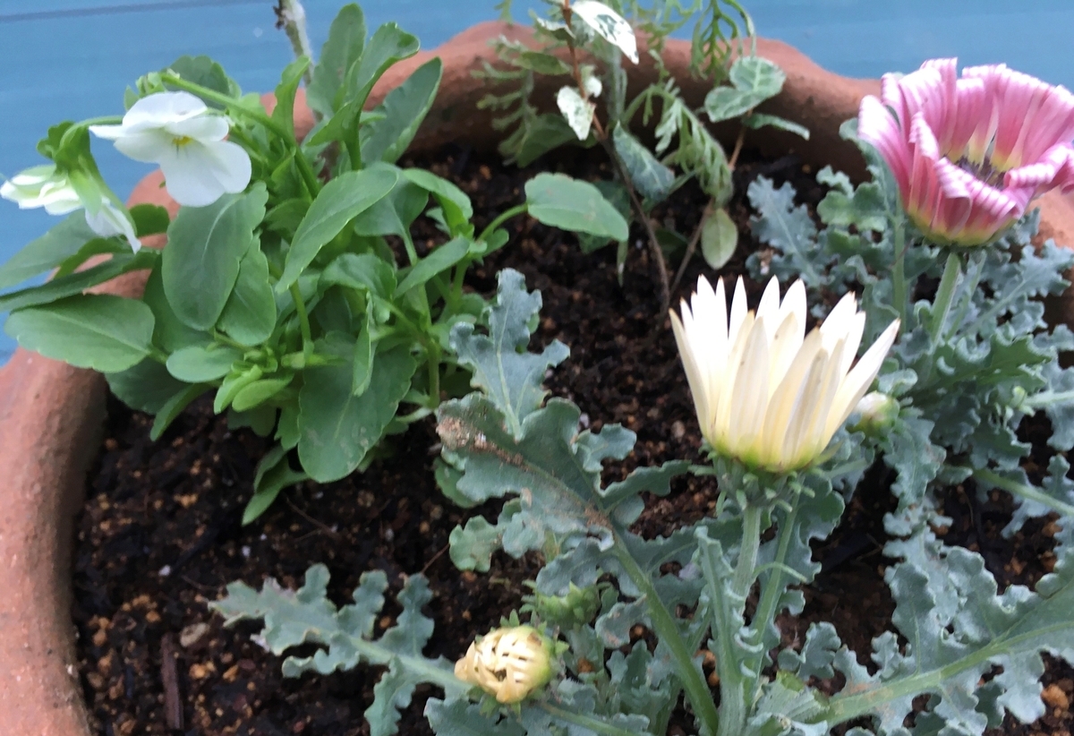 f:id:hatchtomakinoki:20211009194427j:plain