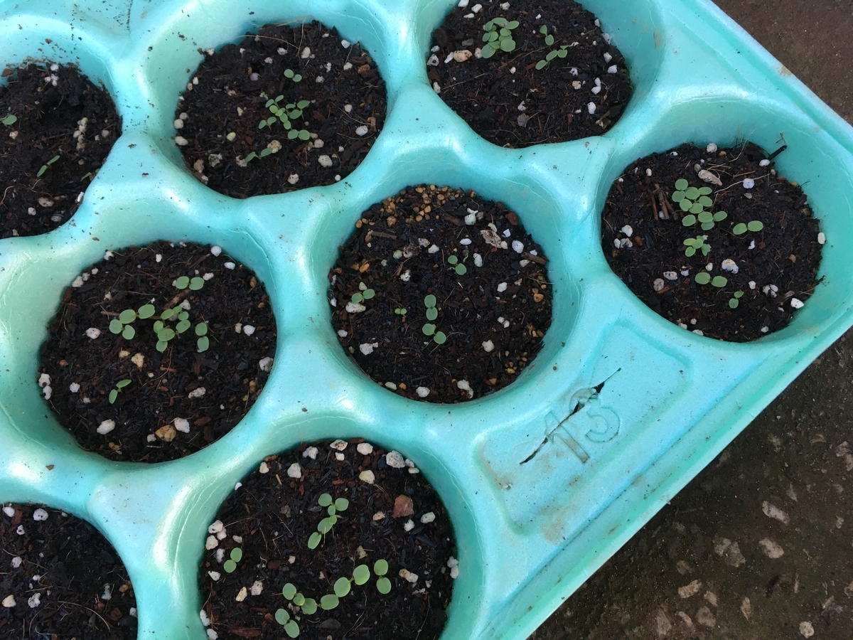 f:id:hatchtomakinoki:20211011184623j:plain