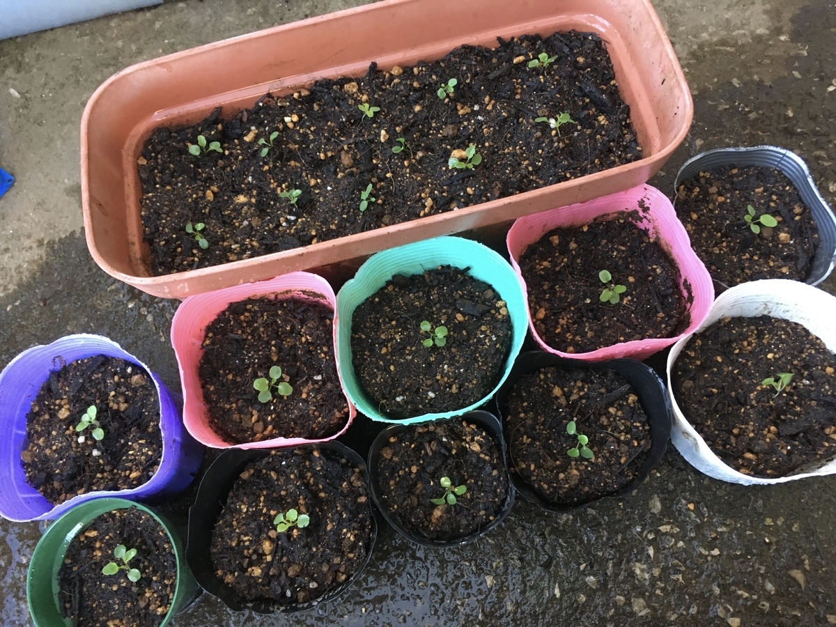 f:id:hatchtomakinoki:20211011185336j:plain