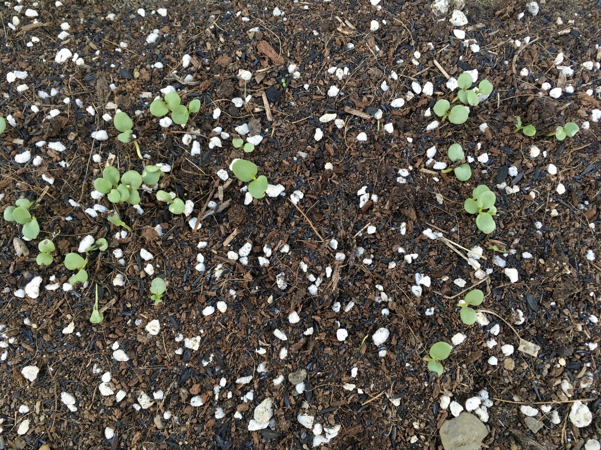 f:id:hatchtomakinoki:20211011185641j:plain