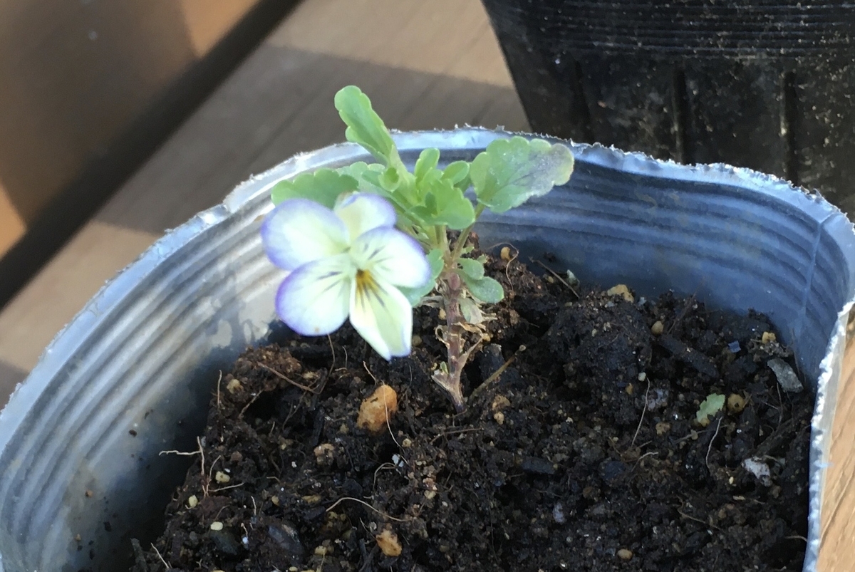 f:id:hatchtomakinoki:20211011190506j:plain