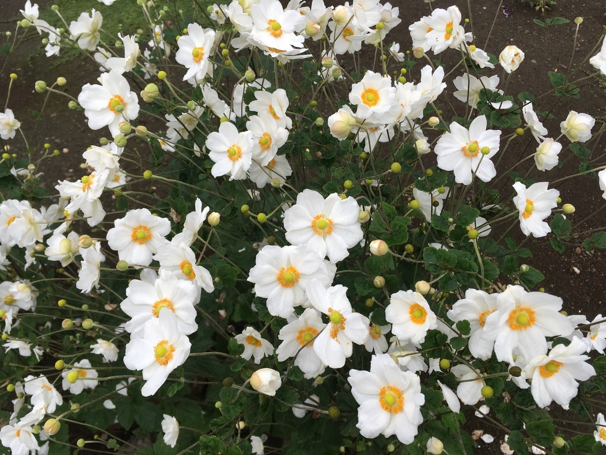 f:id:hatchtomakinoki:20211013185027j:plain