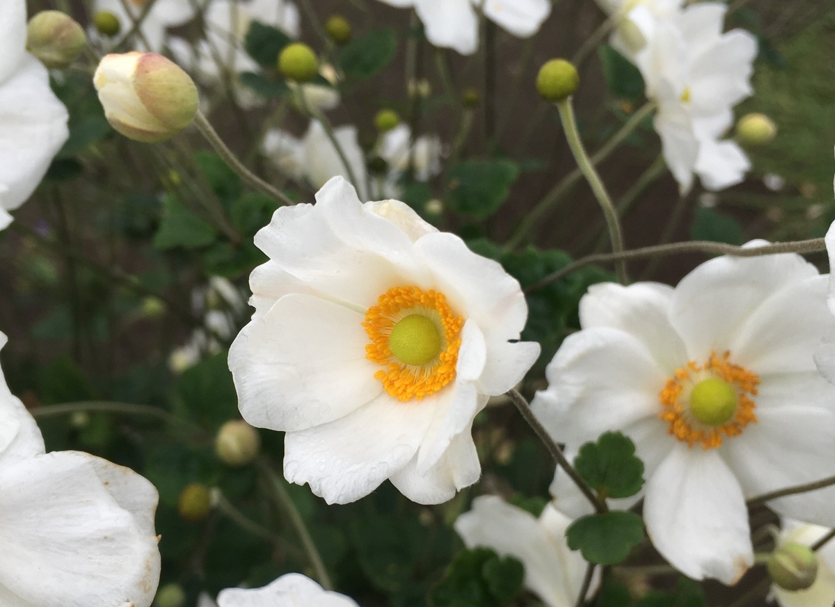 f:id:hatchtomakinoki:20211013185310j:plain