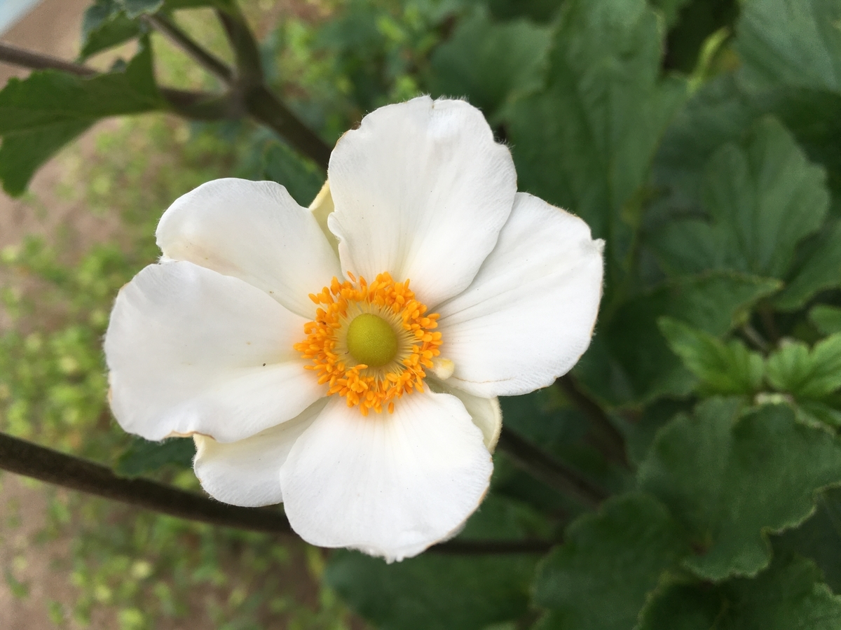 f:id:hatchtomakinoki:20211013185728j:plain