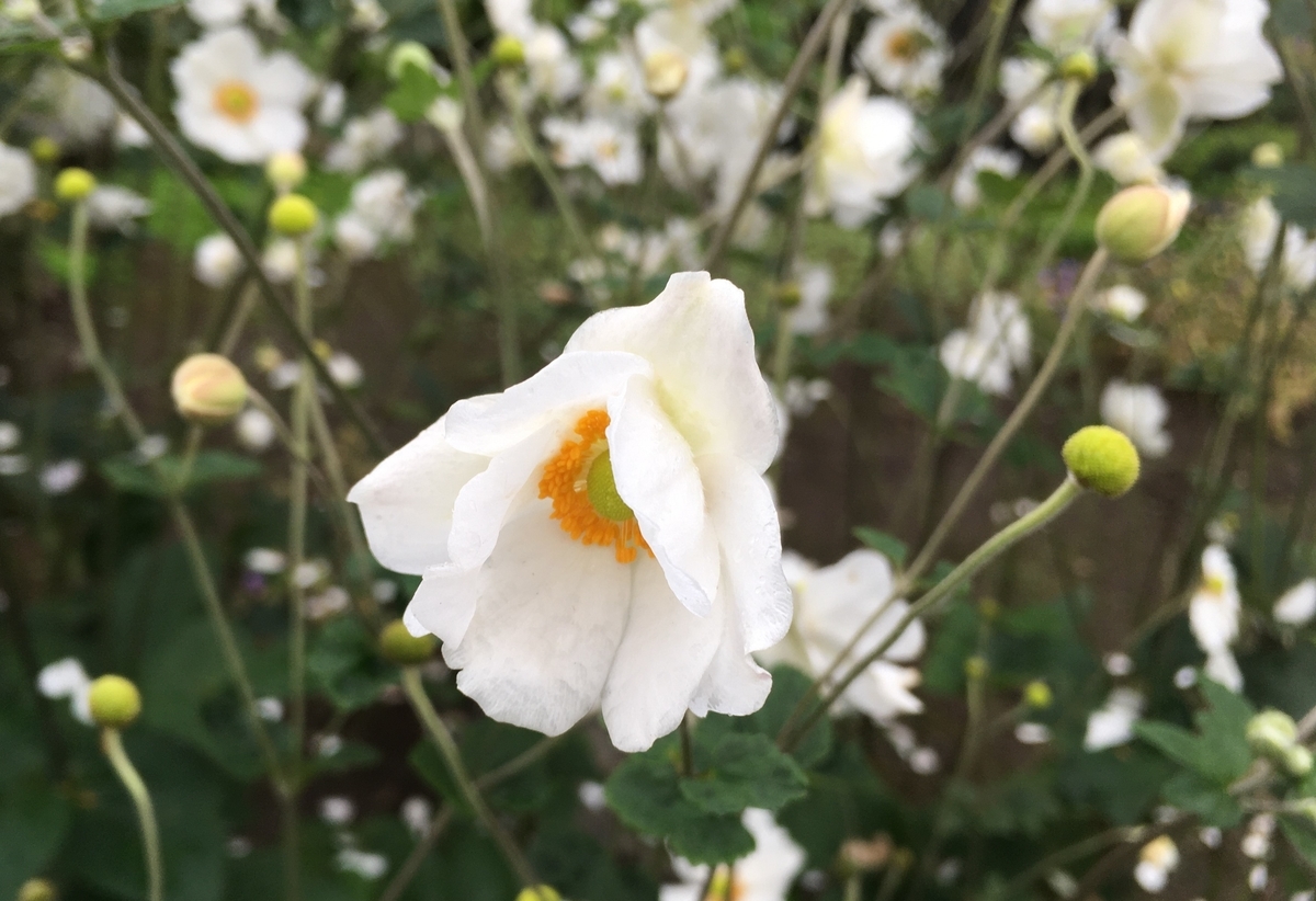 f:id:hatchtomakinoki:20211013185932j:plain