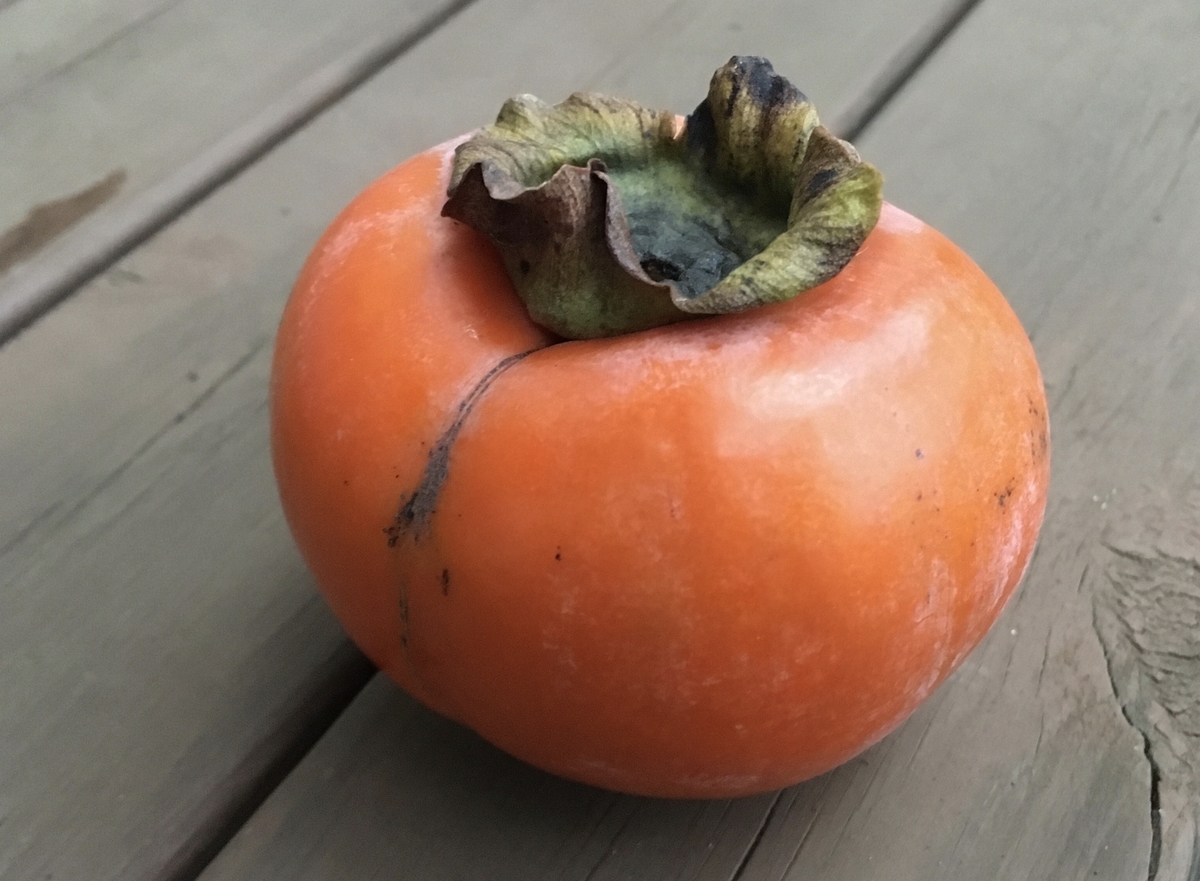 f:id:hatchtomakinoki:20211019184605j:plain