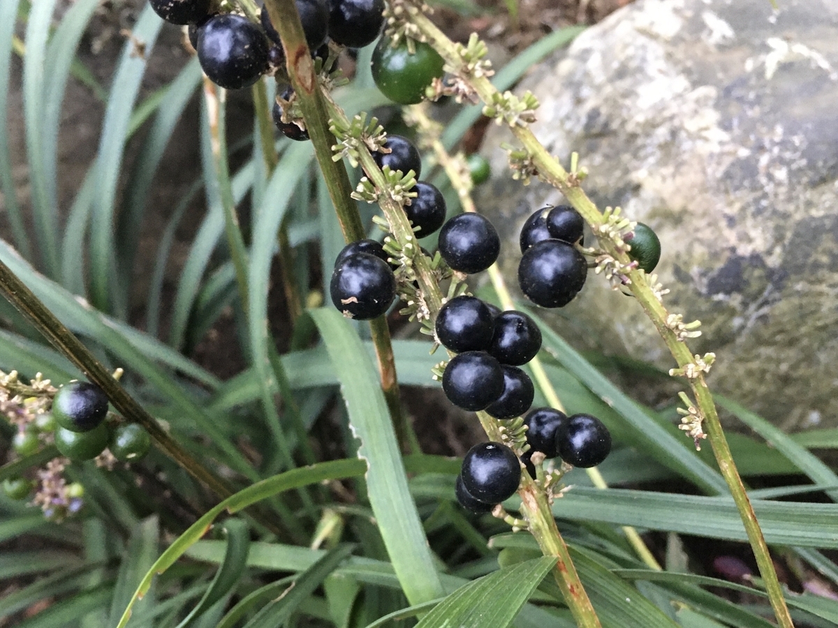 f:id:hatchtomakinoki:20211019185844j:plain