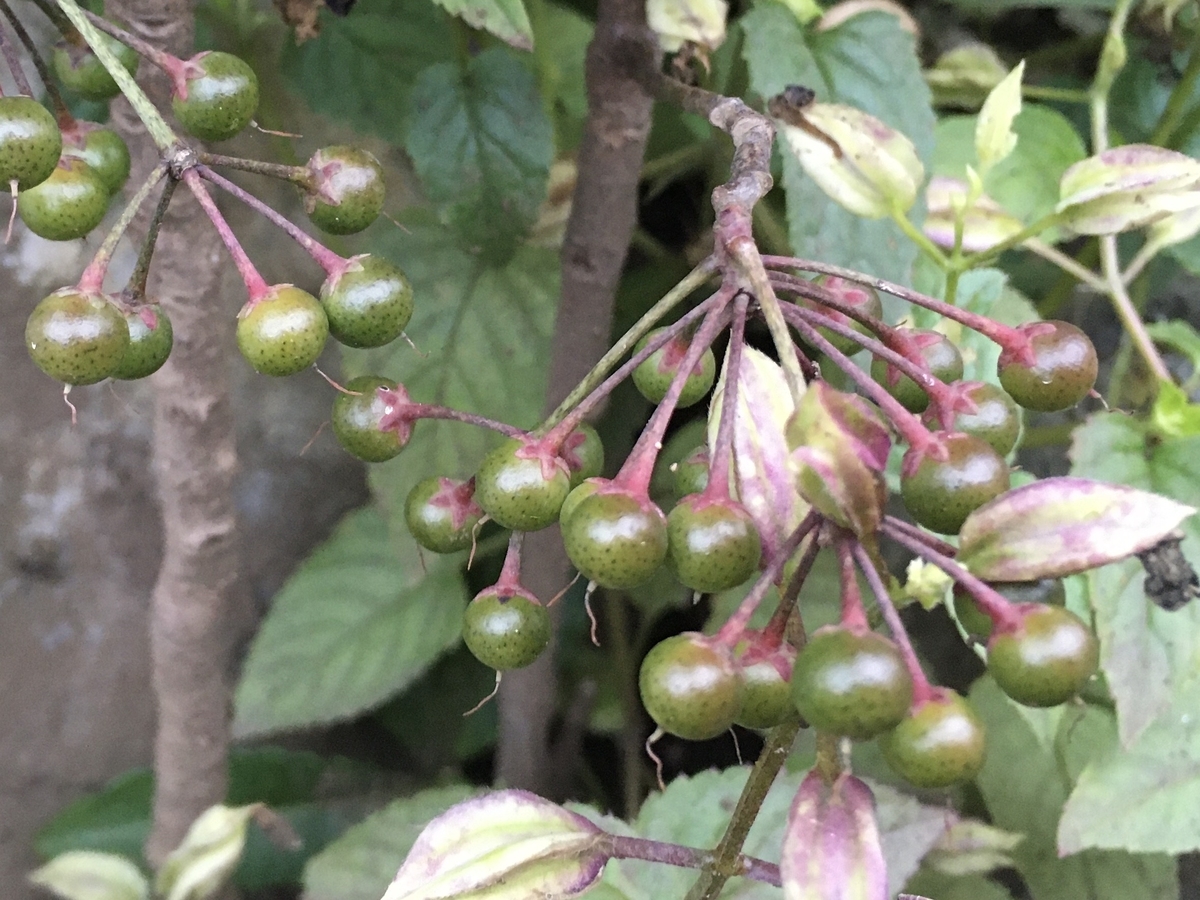 f:id:hatchtomakinoki:20211019190401j:plain