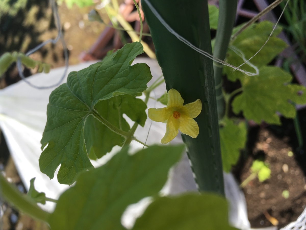 f:id:hatchtomakinoki:20211020184738j:plain